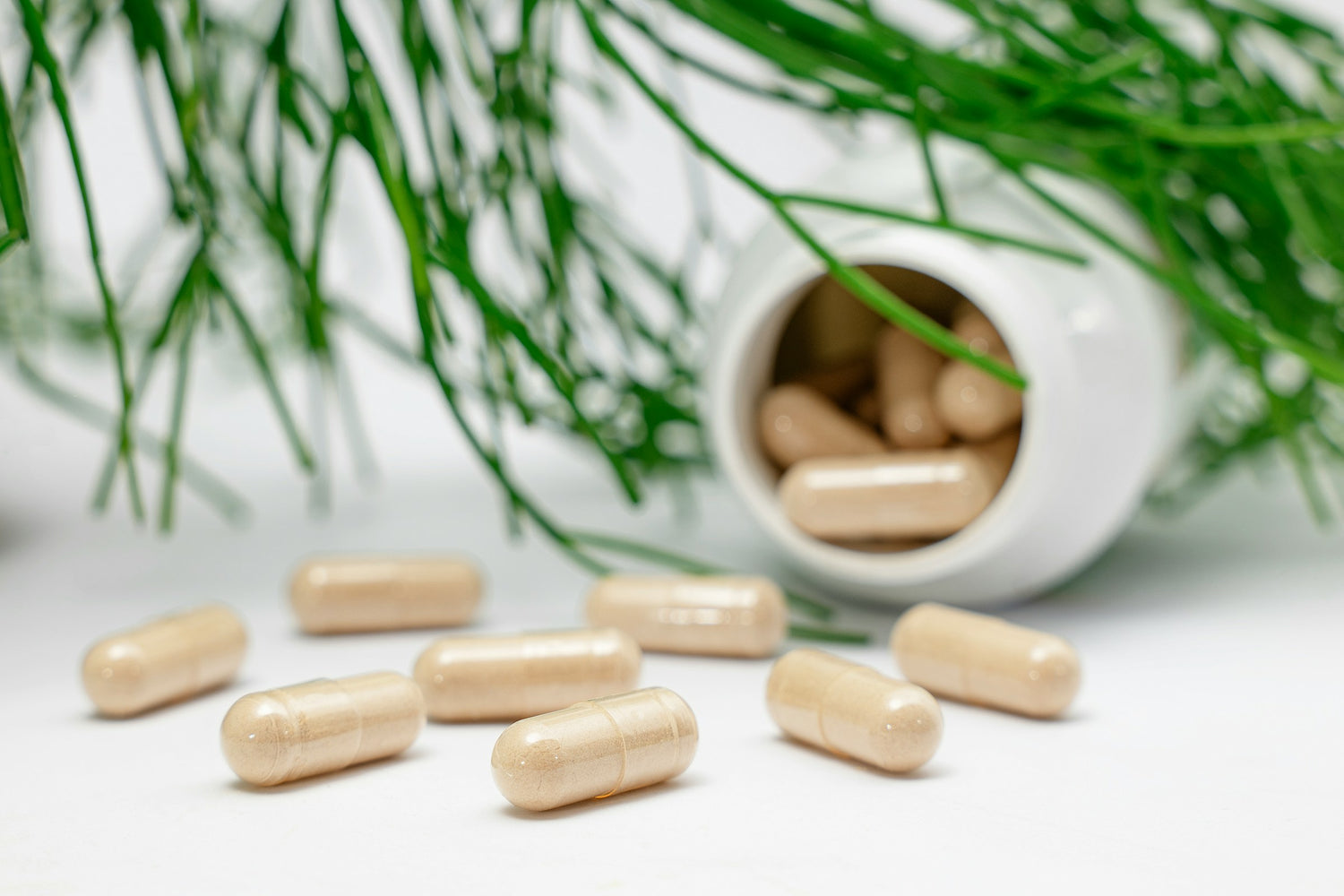 SUPLEMENTOS